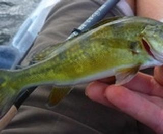 caddis sakasa kebari
