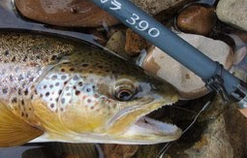 Eden wild brown trout on CDC plume tip, and tenkara