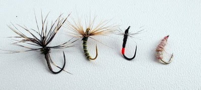 tenkara wild trout on CDC plum 