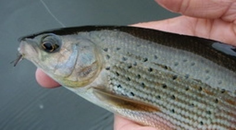 Perfect tenkara waters: Flena river
