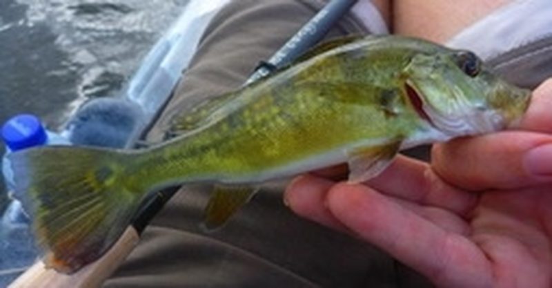 tenkara fishing in Slovenia